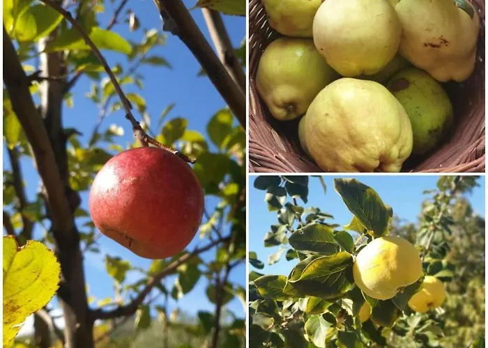 Agri Art Alloggio per agriturismo